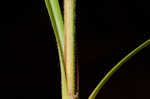 Fuzzy wuzzy sedge